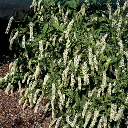 'Henry's Garnet' Sweetspire
