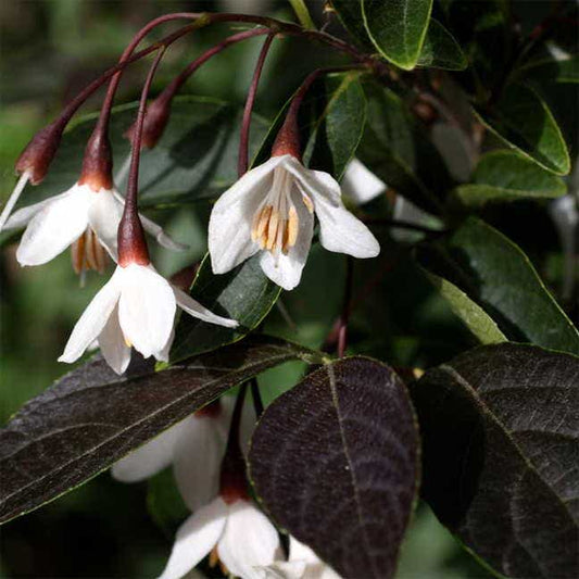 'Evening Light' Japanese Snowbell