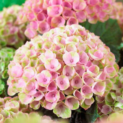 Everlasting™ Revolution Hydrangea