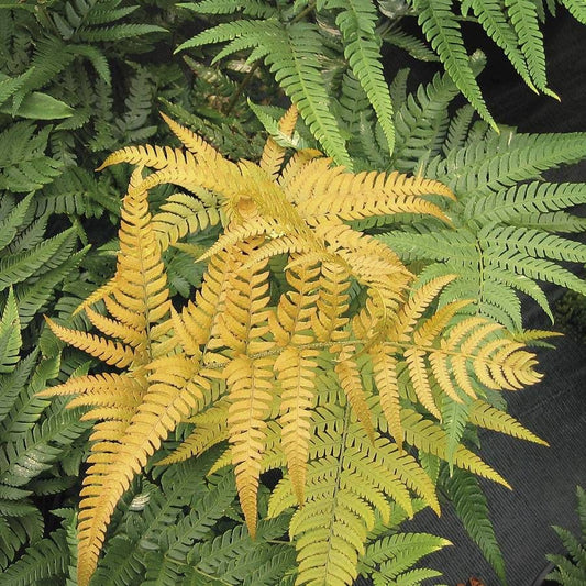 Golden Mist™ Asian Wood Fern