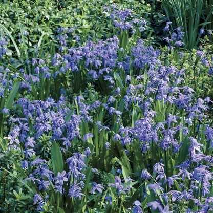 Siberian Squill Bulbs