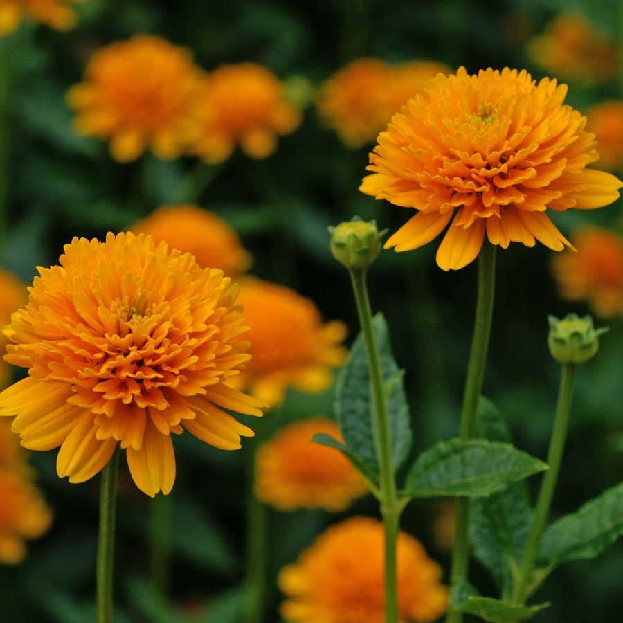 Asahi False Sunflower