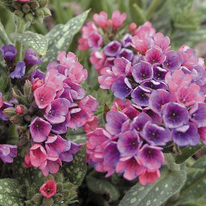 Pulmonaria 'Raspberry Splash' Lungwort