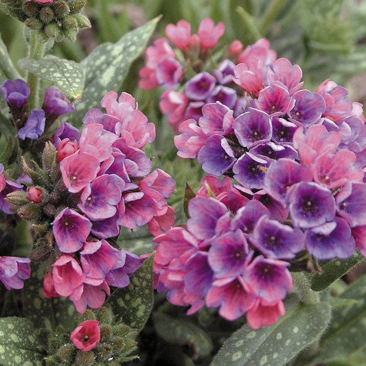 Pulmonaria 'Raspberry Splash' Lungwort