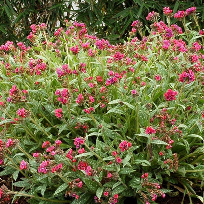 Pulmonaria 'Raspberry Splash' Lungwort