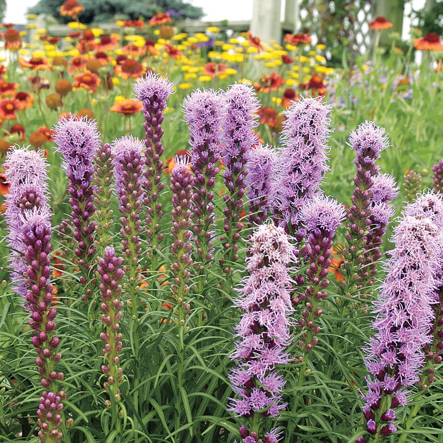 'Kobold Original' Blazing Star Bulbs