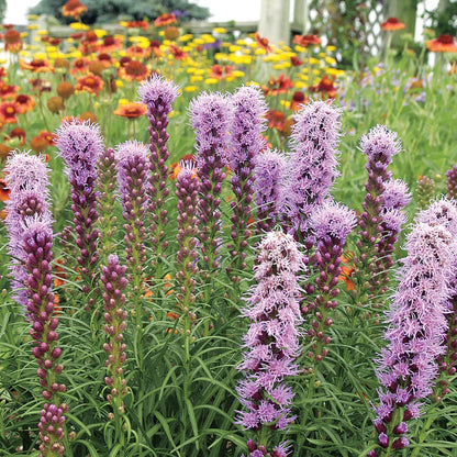 'Kobold Original' Blazing Star Bulbs