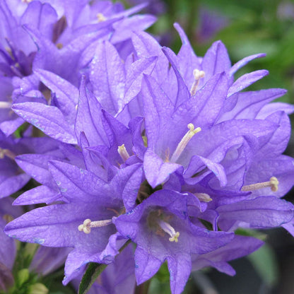 'Freya' Bellflower