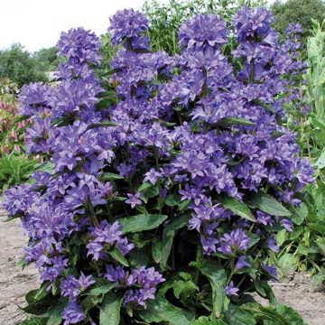 'Freya' Bellflower
