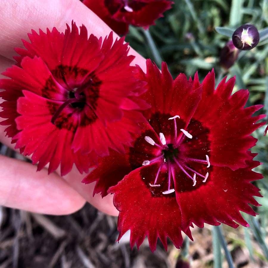 Dianthus SINGLE STAR™ Fire Star Improved