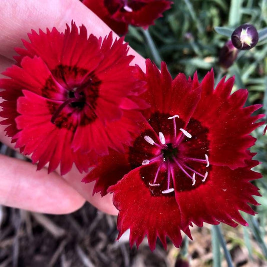 Dianthus SINGLE STAR™ Fire Star Improved