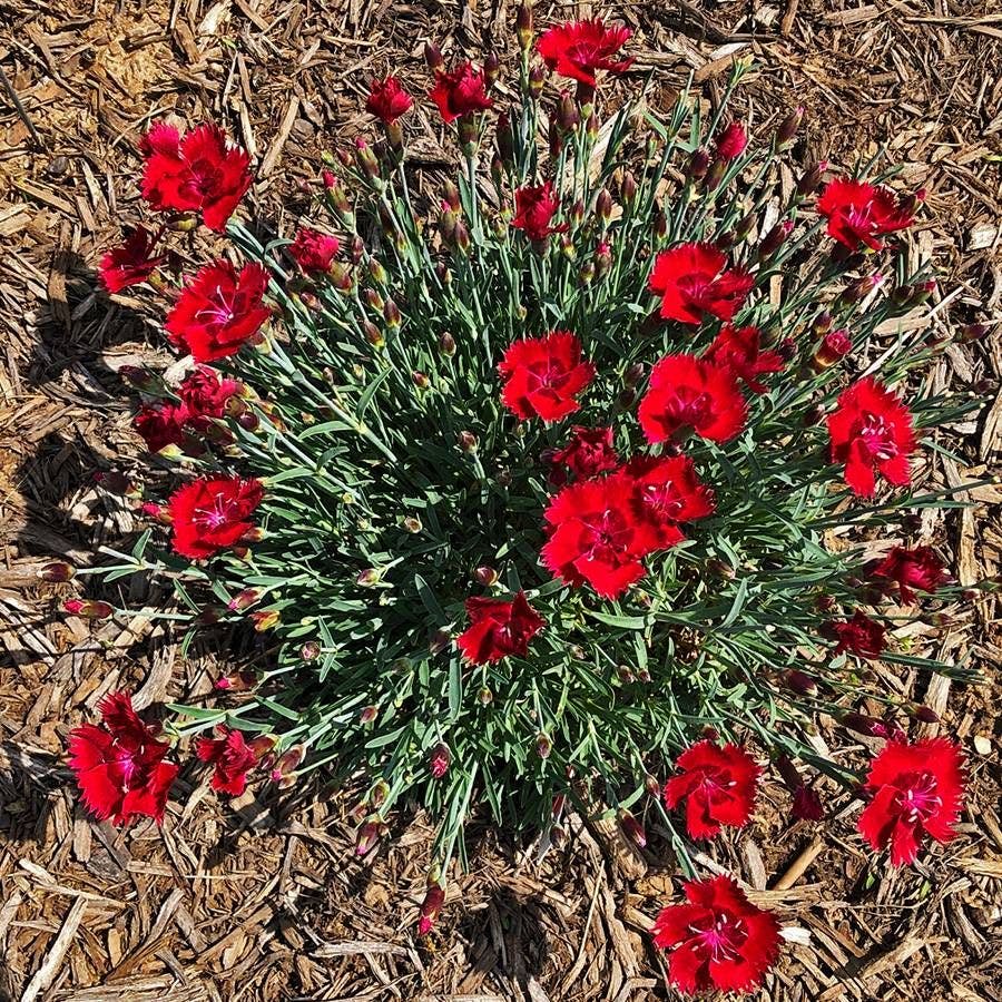 Dianthus SINGLE STAR™ Fire Star Improved
