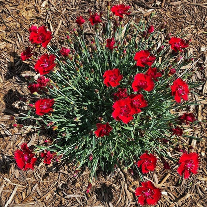 Dianthus SINGLE STAR™ Fire Star Improved