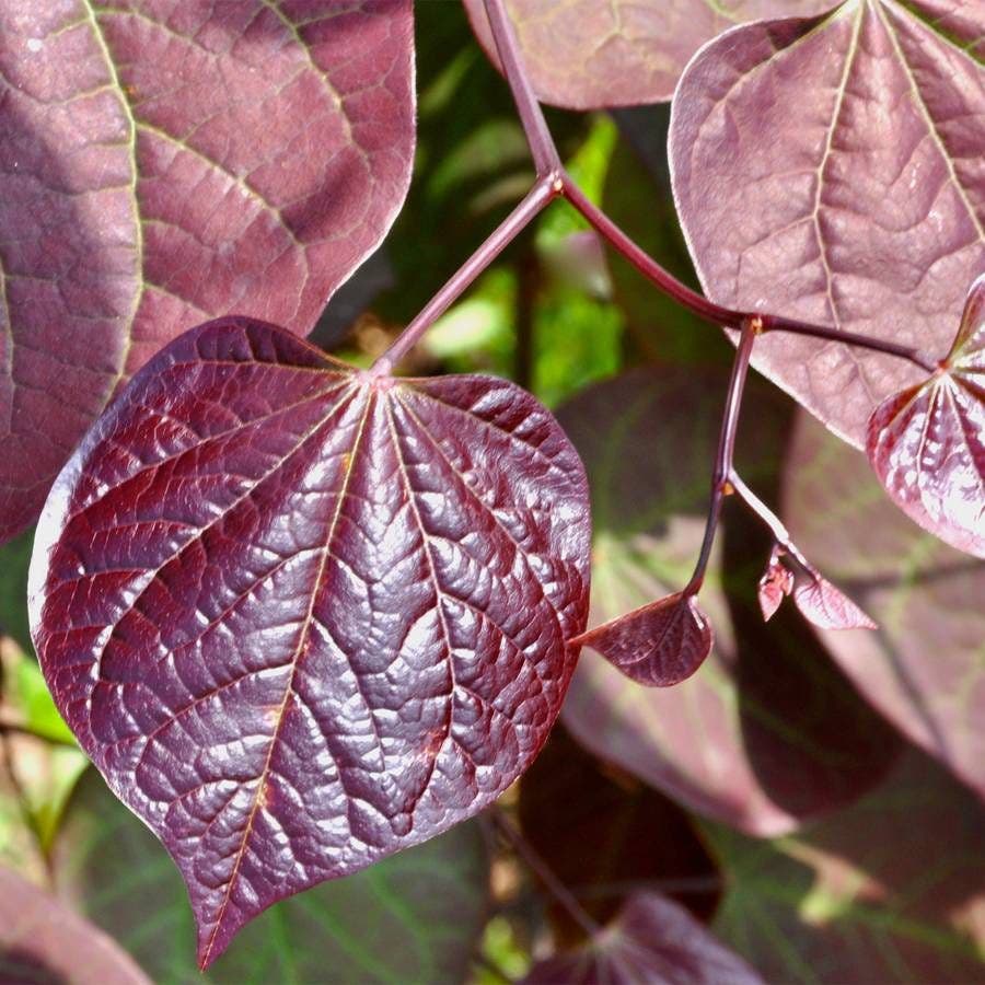 Ruby Falls Redbud