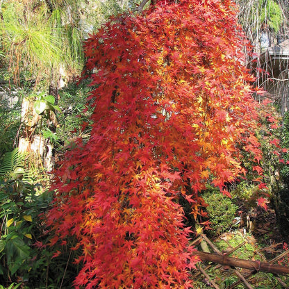 Acer palmatum 'Ryusen'
