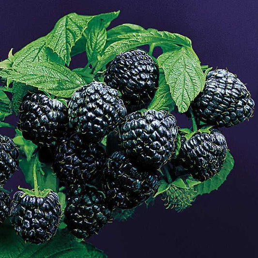 Rubus 'Jewel' Raspberry