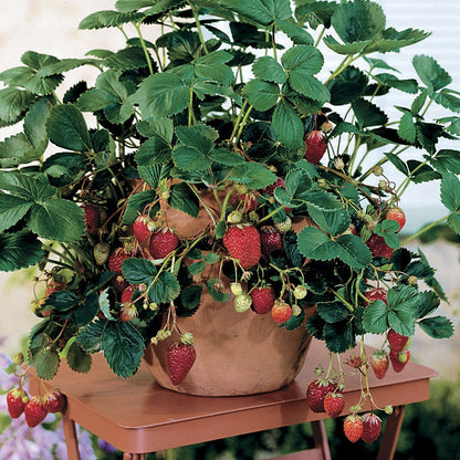 Fragaria 'Quinault' Strawberry
