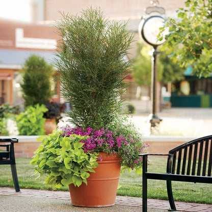 Rhamnus Fine Line® Buckthorn