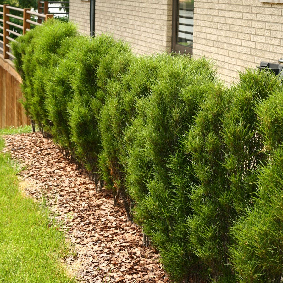 Rhamnus Fine Line® Buckthorn
