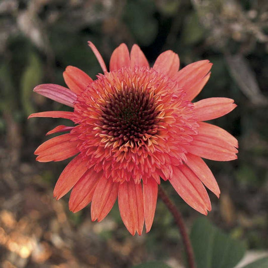 Cone-fections™ 'Raspberry Truffle' Coneflower