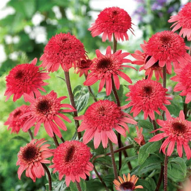 Cone-fections™ 'Raspberry Truffle' Coneflower