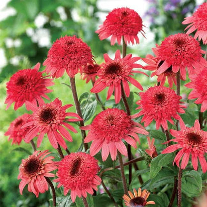Cone-fections™ 'Raspberry Truffle' Coneflower