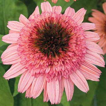 echinacea raspberry truffle seeds Cone-fections™ 'Raspberry Truffle' Coneflower