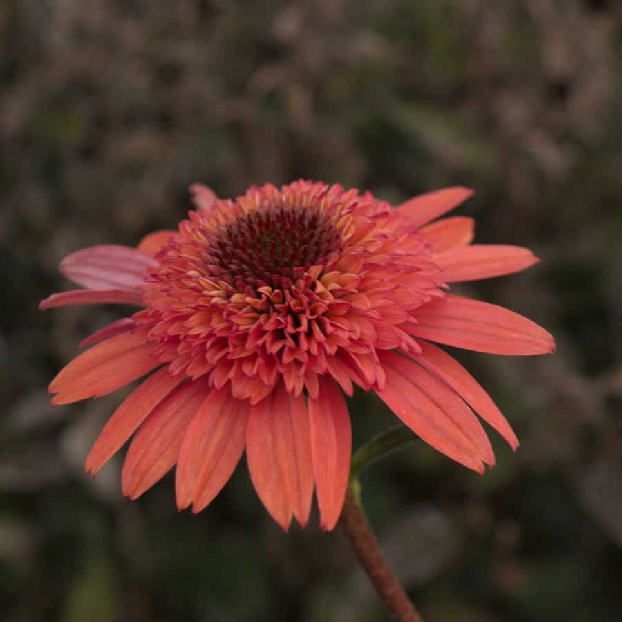 Cone-fections™ 'Raspberry Truffle' Coneflower