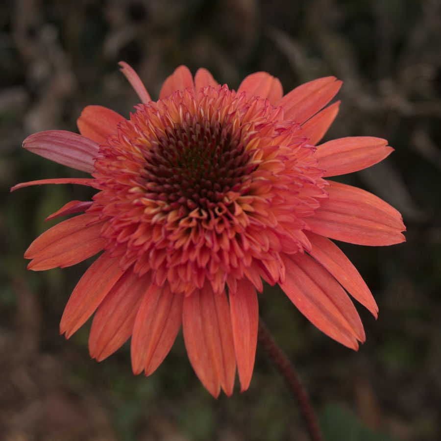 Cone-fections™ 'Raspberry Truffle' Coneflower