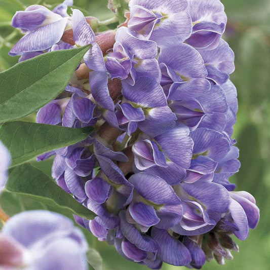 'Amethyst Falls' Wisteria