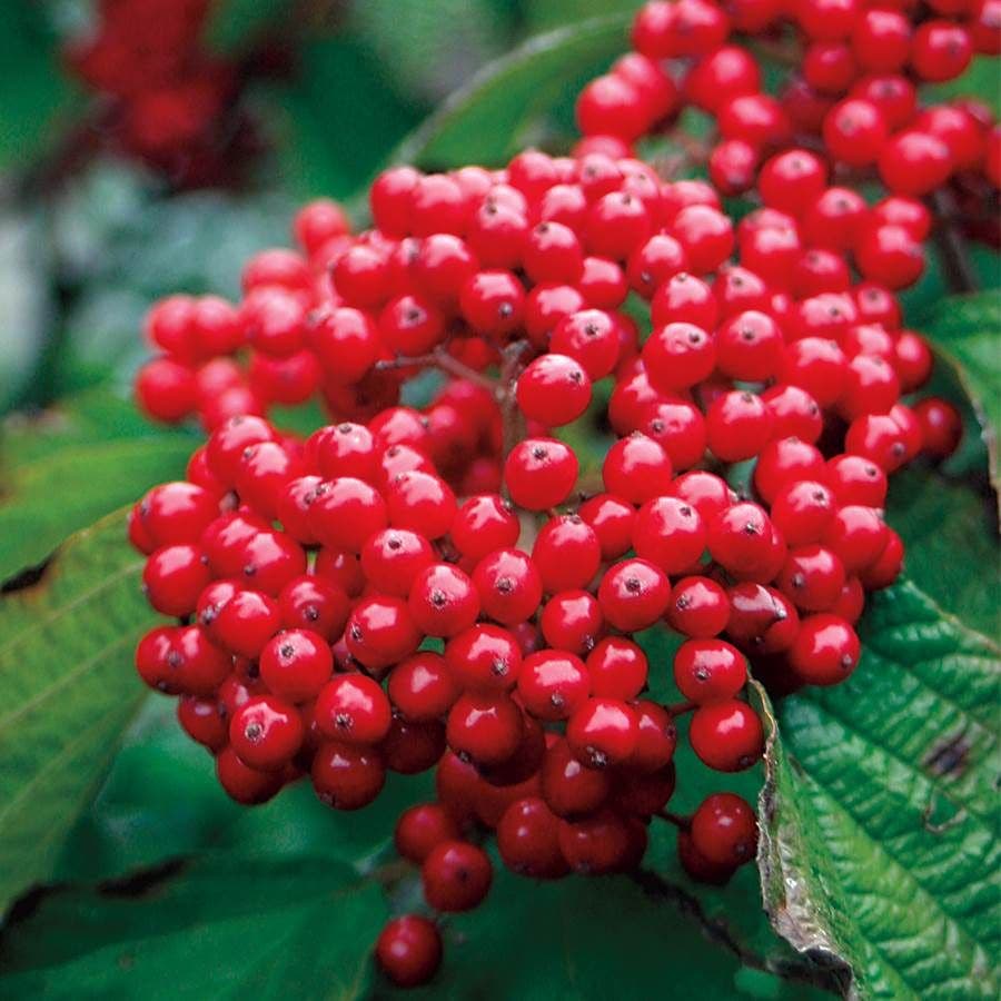 Viburnum Cardinal Candy®