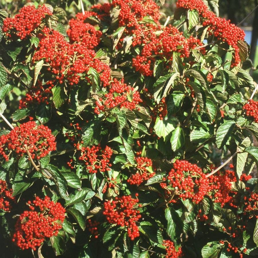 Viburnum Cardinal Candy®