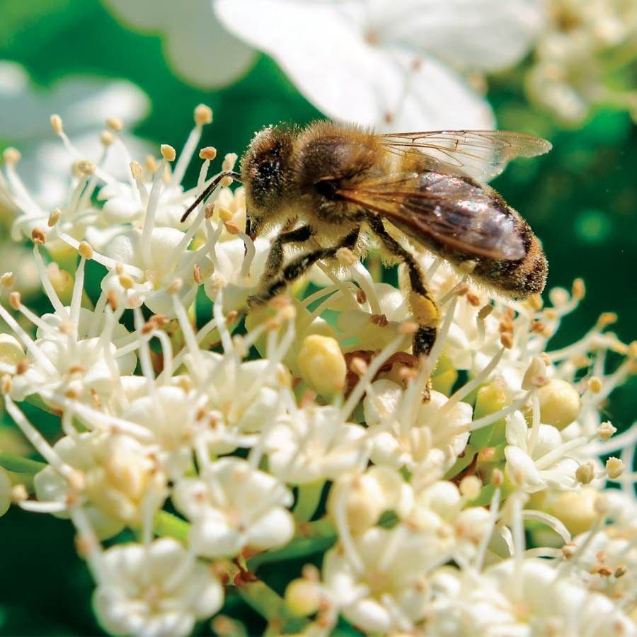 Viburnum Cardinal Candy®