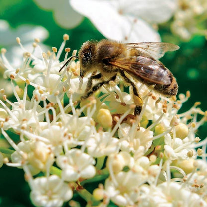 Viburnum Cardinal Candy®