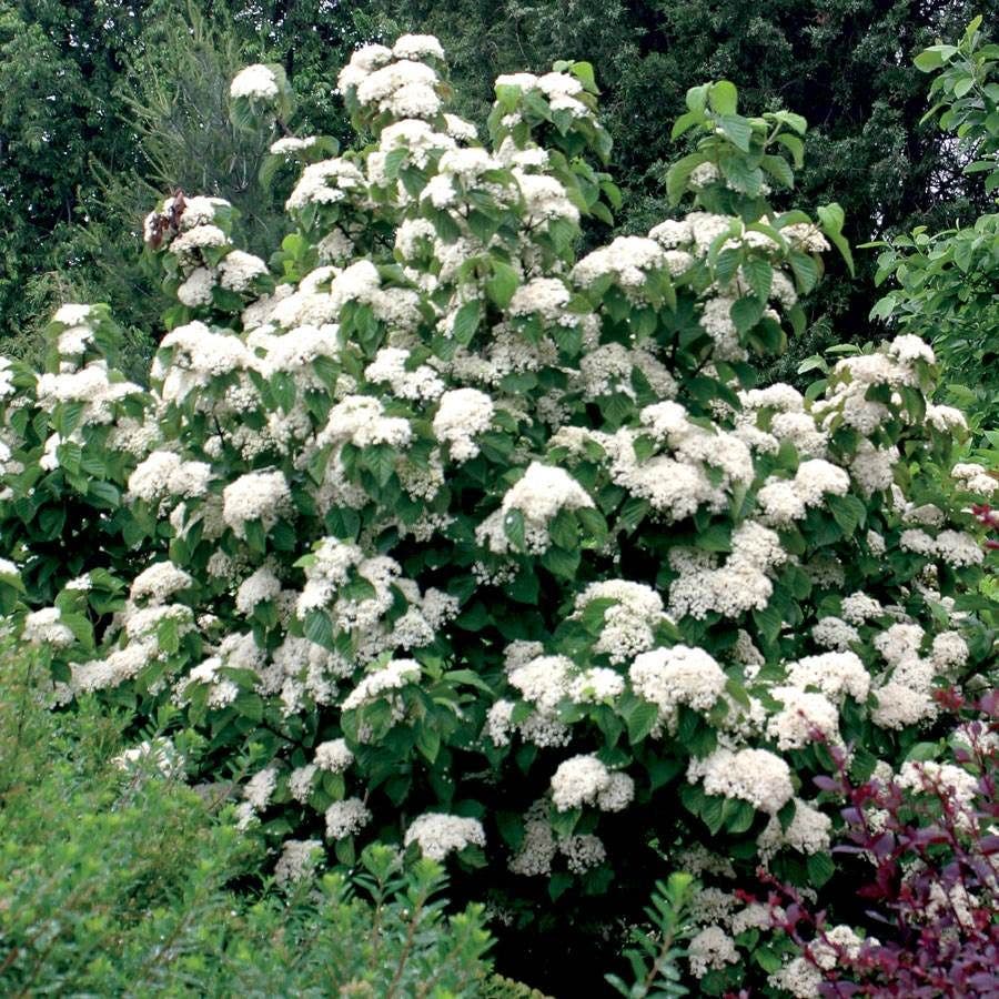 Viburnum Cardinal Candy®