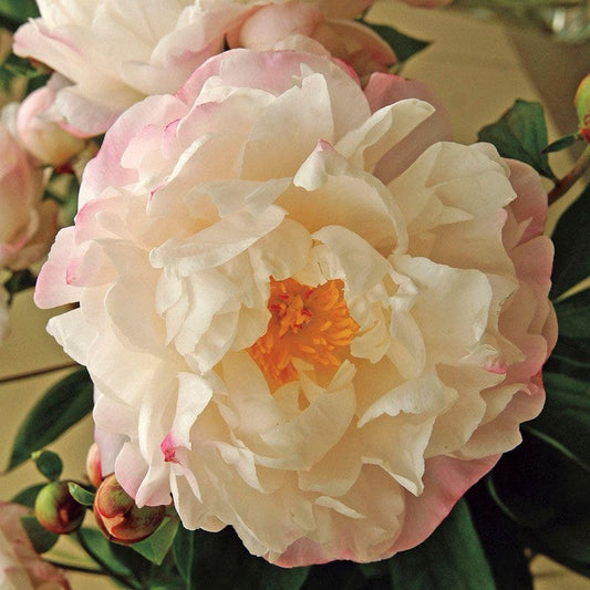Gardenia Peony