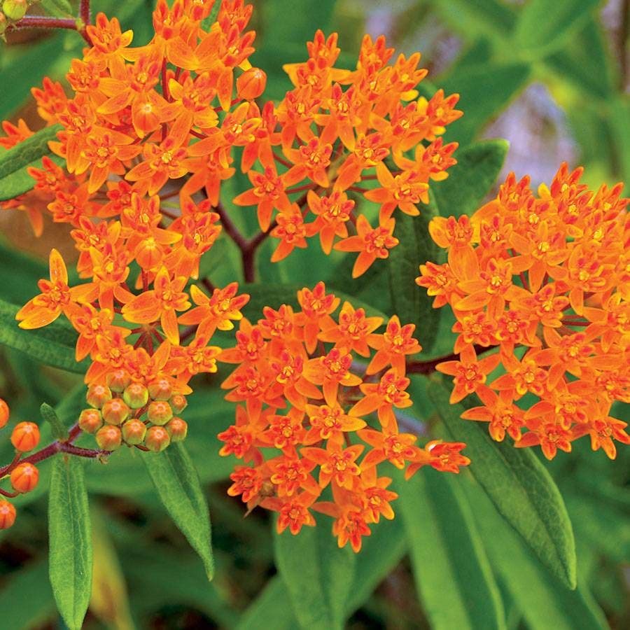 Butterfly weed flowers supporting monarchs and other butterflies