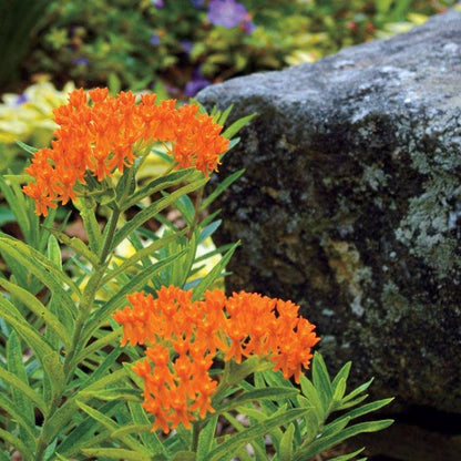 Butterfly Weed