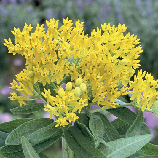 Hello Yellow Butterfly Flower