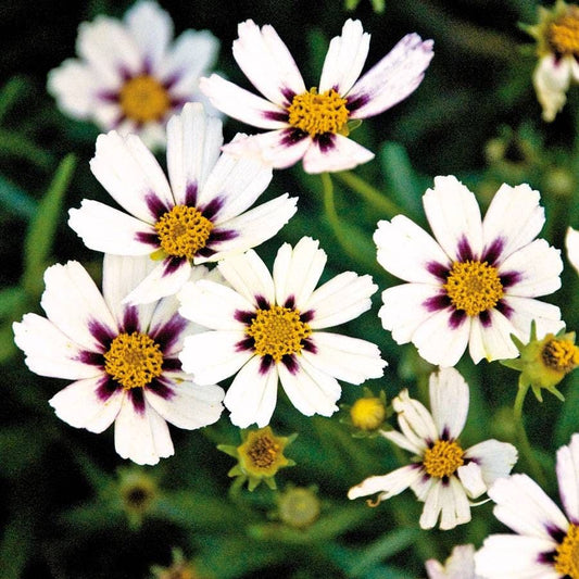 Coreopsis Big Bang™ 'Star Cluster'