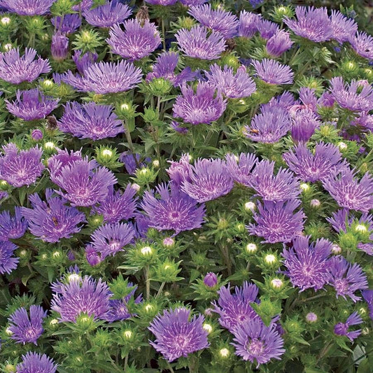 'Peachie's Pick' Stokes Aster