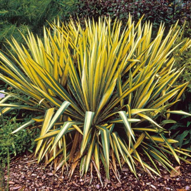 Yucca 'Color Guard'