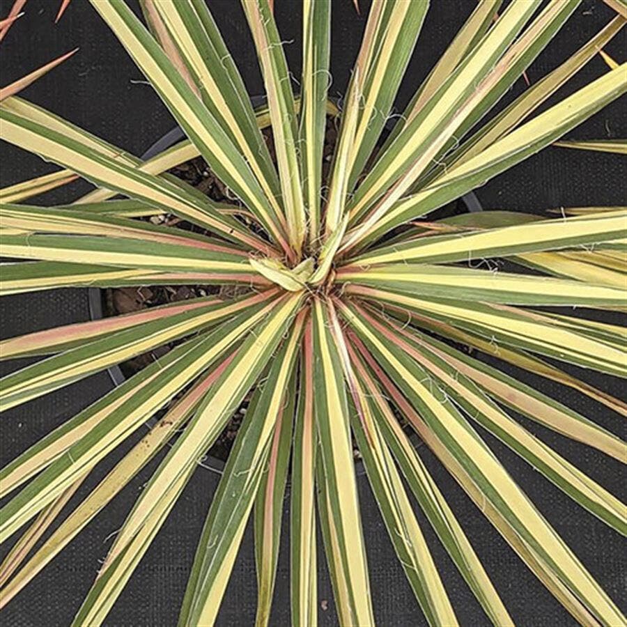 Yucca 'Color Guard'