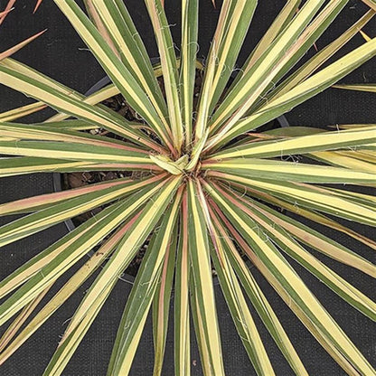 Yucca 'Color Guard'
