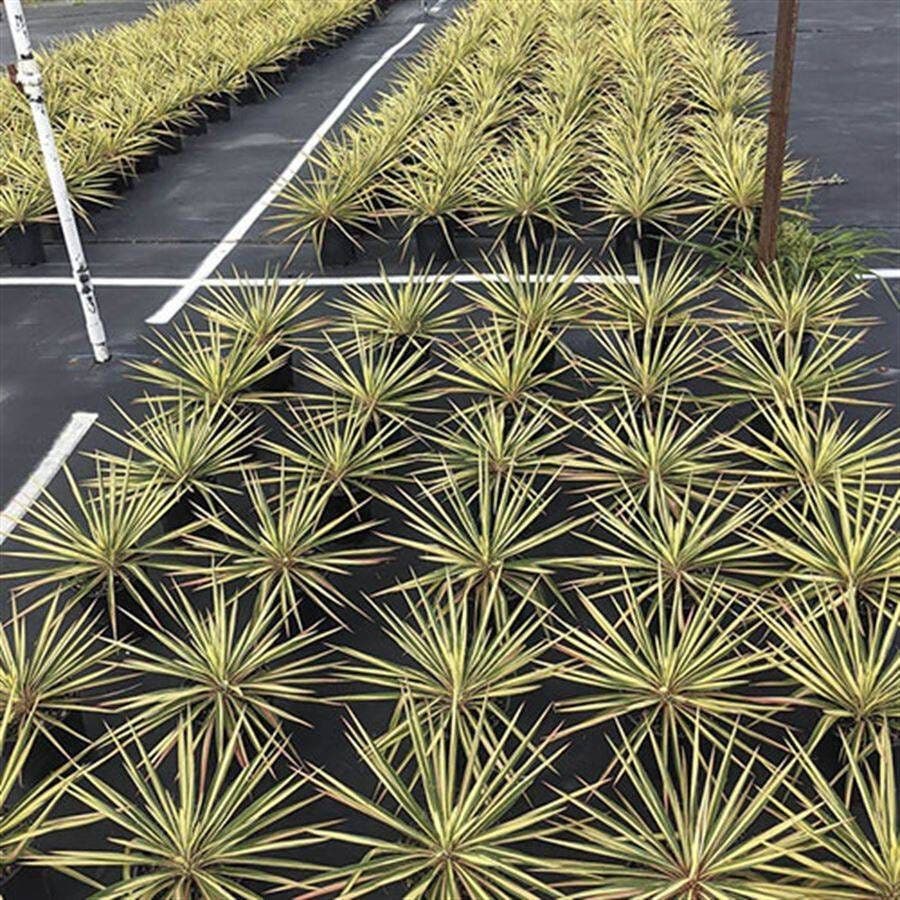 Yucca 'Color Guard'