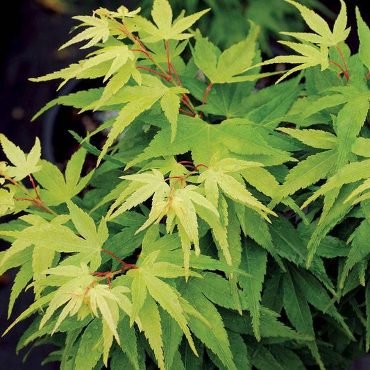 Acer 'Mikawa Yatsubusa'