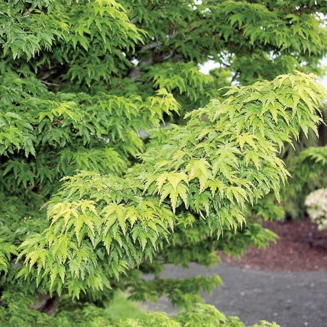 Acer 'Mikawa Yatsubusa'