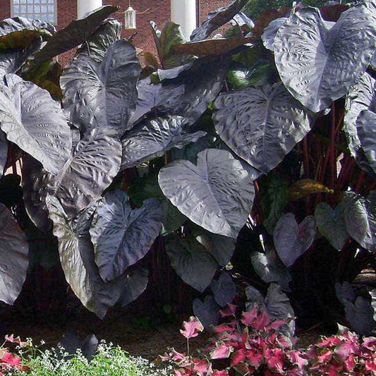 Diamond Head Elephant Ear
