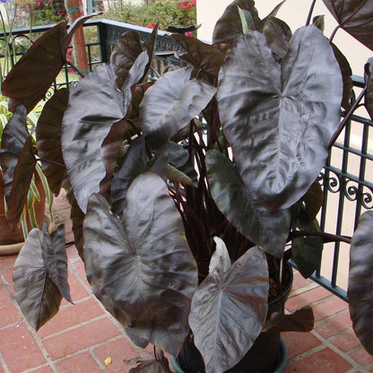 rockapulco elephant ear plant Diamond Head Colocasia esculenta Elephant Ear Plant – Park Seed