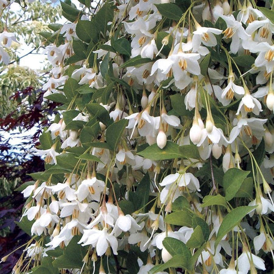 'Fragrant Fountain' Japanese Snowbell